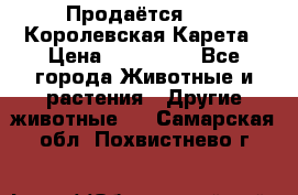 Продаётся!     Королевская Карета › Цена ­ 300 000 - Все города Животные и растения » Другие животные   . Самарская обл.,Похвистнево г.